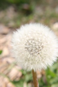 IMG_3767